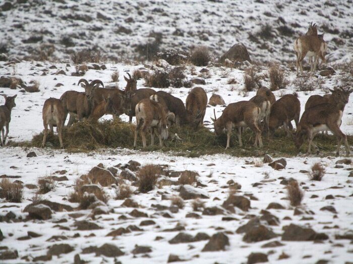 ببینید | غذارسانی به حیوانات در برف یک متری