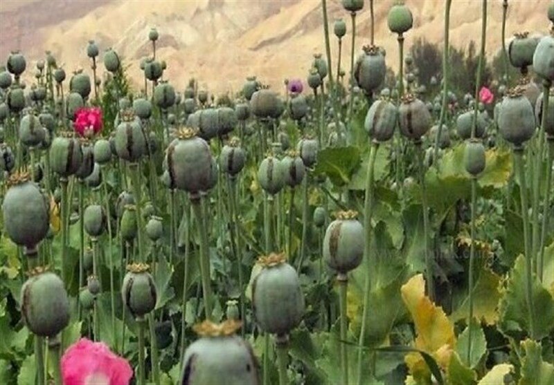 کشت خشخاش آزاد شد؟/ توضیحات دبیرکل ستاد مبارزه با موادمخدر